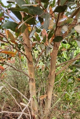 Eucalyptus conferruminata