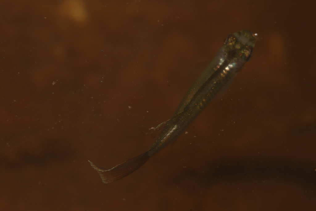 Maya gambusia