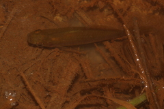 Pseudoxiphophorus bimaculatus