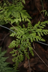 Asplenium