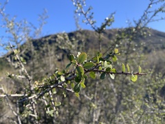 Rhamnus crocea