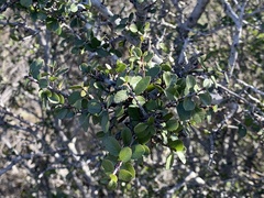 Rhamnus crocea