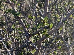 Rhamnus crocea