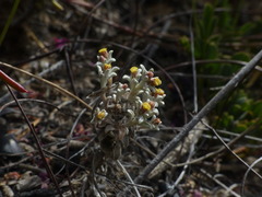 Helichrysum tinctum