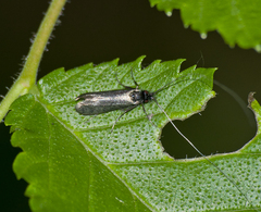 Adela reaumurella