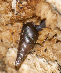Clausiliidae