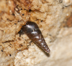 Clausiliidae
