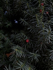 Taxus baccata