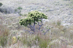 Mimetes fimbriifolius