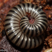 Lusitanian Millipede - Photo (c) Thijs Valkenburg, some rights reserved (CC BY-NC), uploaded by Thijs Valkenburg