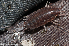 Porcellionides sexfasciatus