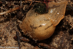 Drusia valenciennii