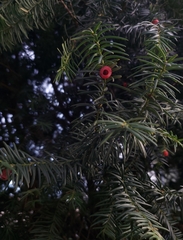 Taxus baccata