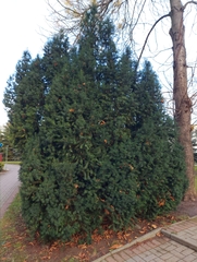 Taxus baccata