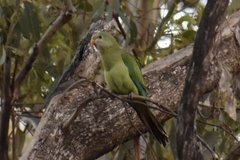 Polytelis swainsonii