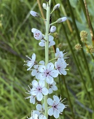 Lysimachia ephemerum