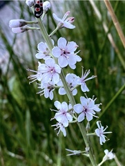 Lysimachia ephemerum