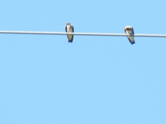 Hirundinidae