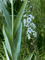 Lysimachia ephemerum