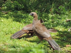 Ortalis squamata