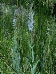 Lysimachia ephemerum