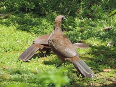 Ortalis squamata