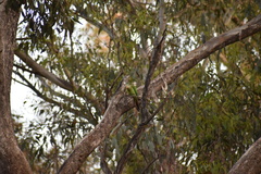 Polytelis swainsonii