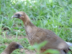Ortalis squamata