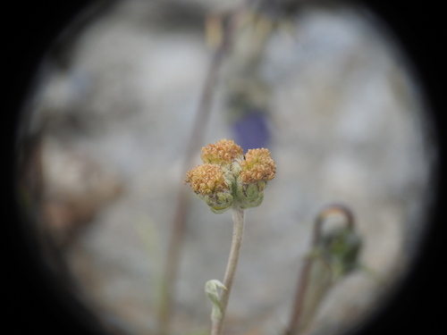 Artemisia glacialis, photograph 5