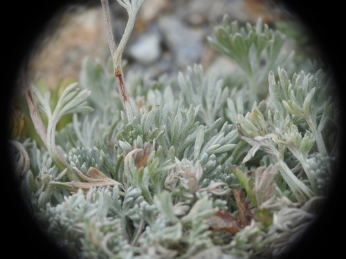 Artemisia glacialis, photograph 6