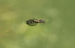 Planorbarius corneus