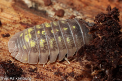 Armadillidium granulatum