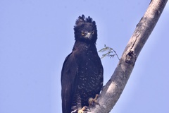 Spizaetus tyrannus