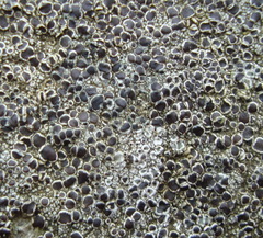 Lecanora campestris
