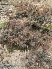 Grusonia schottii
