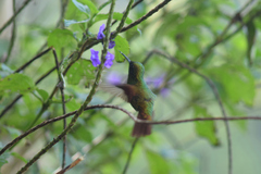 Amazilia tzacatl