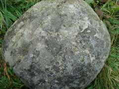 Lecanora campestris