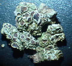 Lecanora campestris
