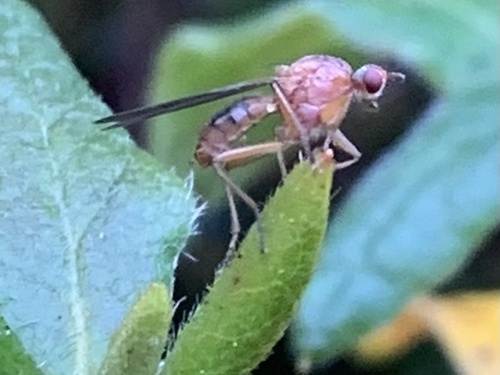 Scathophaga orcasae