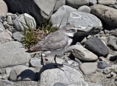 Anarhynchus frontalis