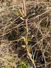 Brickellia cylindracea