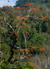 Erythrina poeppigiana