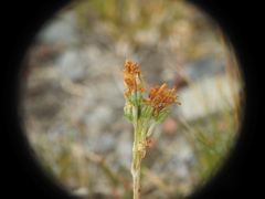 Jacobaea incana