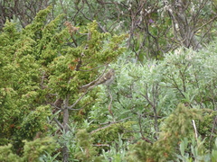 Acanthis flammea