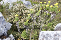 Senecio rigidus