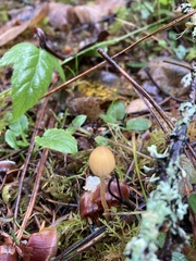 Galerina semilanceata