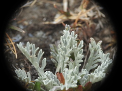 Jacobaea incana