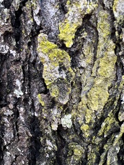 Chrysothrix xanthina