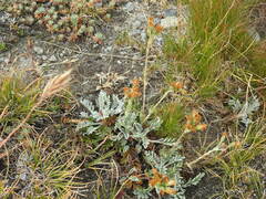 Jacobaea incana