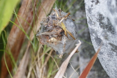 Palystes superciliosus